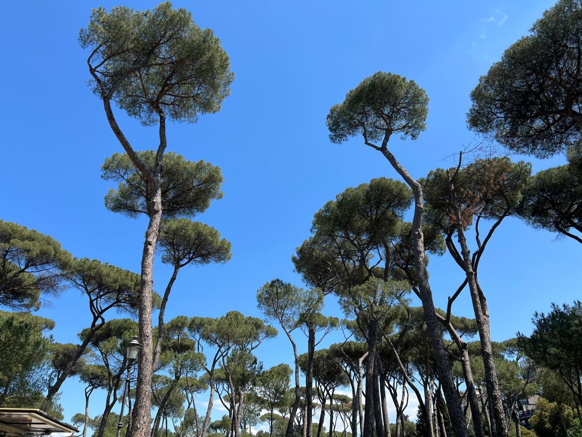 Lägenhet Borghese Design